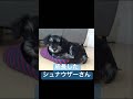 成長したシュナウザーさん shorts ミニチュアシュナウザー シュナウザー schnauzer