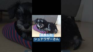 成長したシュナウザーさん#shorts #ミニチュアシュナウザー#シュナウザー #schnauzer