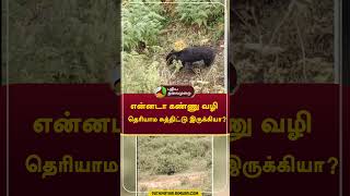 என்னடா கண்ணு வழி தெரியாம சுத்திட்டு இருக்கியா? #Shorts #Bear #Kodaikanal