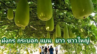 ซุ้มน้ำเต้าลูกใหญ่ ๆ(large gourd kiosks)