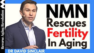 NMN Rescues Fertility In Aging | Dr David Sinclair Interview Clips