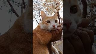 MashAllah cute cat and flower