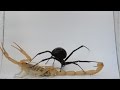 Black Widow Tangles Scorpion (Warning: May be disturbing to some viewers)