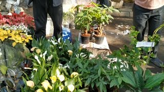 Latest Price Cala Lily Poinsettia Lotus Lucky Bamboo and many Indoor Plants in Galiff Street Market