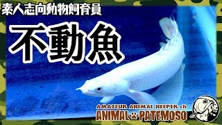 動かないポリプテルス・セネガルス プラチナ個体【アクアリウム】【熱帯魚】