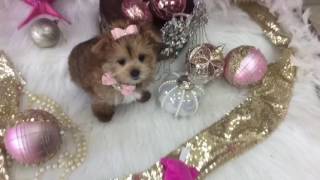 YORKIEBABIES.com Elegant Golden Gloria Female Gold Morkie 954-324-0149