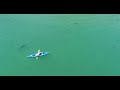 about 40 great white sharks circle aptos beach