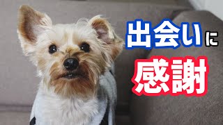 保護犬ヨークシャテリアとの出会いに感謝