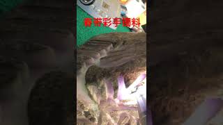 春带彩手镯料 #大漲 #翡翠原石 #缅甸翡翠