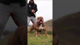 Pitbull vs lion King 👑 dangerous fight in black Pitbull