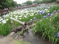 花しょうぶ園　山田池公園2018