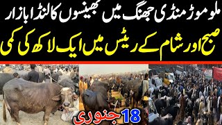 Today Malumor Mandi Jhang | Buffalo Fresh Rates Update | Buffalo Mandi 2025