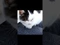 野良猫ショート 膝の上でフミフミしちゃうキジ白猫が可愛すぎる！ straycat the cat that flutters on your lap is cute