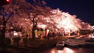 ウェザーリポート動画0408@新潟県上越市高田公園19:00夜桜 (ぽんぽんやま)