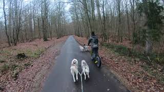 Dogscooter, Husky Training GoPro Hero 7