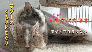 デグーのくるりともぐり　※画像多め