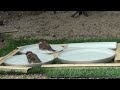 187「スズメの水浴びといろいろ」（sparrows bathing and more.）【healing sparrows】 fall 2024