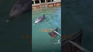 落ち葉拾いを見守ってくれるミカン🍂🐬#shorts #下田海中水族館