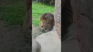 ガオウだけ濡れてた　近づいたら女性陣に怒られるのかな？　 #天王寺動物園 #minnanotennojizoo #ライオン　23.6.22 10:14