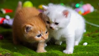 Kittens trot around animals: Dogs, pigs, cats, chickens, ducks - Cat meowing