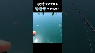 【海上釣堀】二度食いの青物！？＃shorts