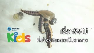 เชื่อหรือไม่หิ่งห้อยกินหอยเป็นอาหาร [Animals Speak by Mahidol]