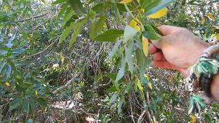 Coffeberry and California Bay...Medicinal Plants of the Native Californian's