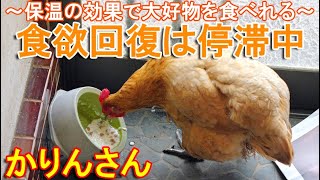 食欲回復が停滞のニワトリ～体調不良の雌鶏は保温療養の効果で納豆ヨーグルトを食べる～