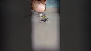 dragonfly and insect fightscene#shortvideoapp