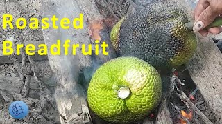 Roasted and boiled breadfruit (Kulo)