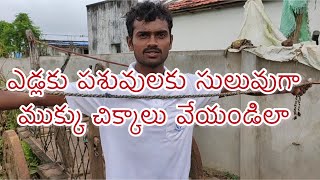 పశువులకు ముక్కు చిక్కాలు వేయండిలా.