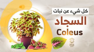 نبات السجاد والعنايه به من اضاءة وري وتسميد وتقليم ومشاكل نبات السجاد Coleus