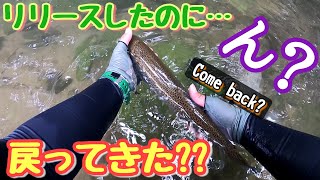 【渓流釣り】ニジマス君、リリースしたのに…戻ってきた!?そんなことある？ The released fish is back! ls there such a thing? #渓流ルアー　#trout