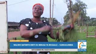 Akasattiro mu Ssaza Bugerere, Waliwo Batemye Emiti ku Mbuga ya Musaale – Kangulumira