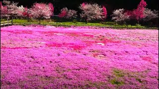 【岐阜県郡上市　國田家（くにたけ）の芝桜】　2023年4月16日（日）　　Gifu-Japan