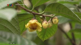 Farmers get rich thanks to the model of growing yellow tea trees on hilly land