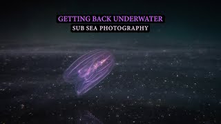 Getting back underwater || Sub sea photography