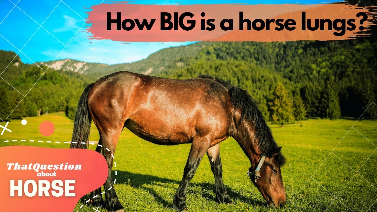 HOW BIG IS A HORSE LUNGS? |ThatQuestion About HORSE - YouTube