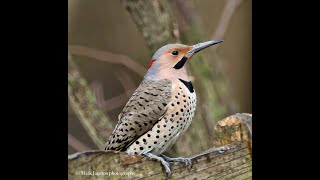 Woodpeckers \u0026 How to Attract Them