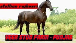 stallion rajkesri veer stud farm-punjab owner gurpratap gill #stallionrajkesri