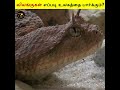 விலங்குகள் எப்படி உலகத்தை பாா்க்கும் how animals see the world trendyskytamil tamilfacts shorts