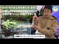 【なっ得情報 】失敗しないウィローモスの植え方・育て方