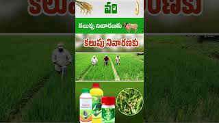 Paddy Cultivation with Pestronil Ultra,Close all,Pendulum,VAL Mix,Punch, Kickuout, Chakara-Stagewise