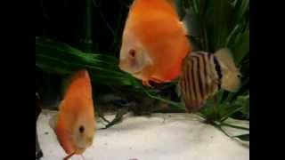 My aquarium 370 l. with discus fish (13-03-2013)