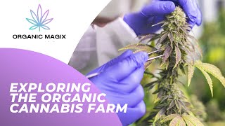 Exploring the Organic Cannabis Farm by Organic Magix