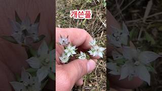 개쓴풀 알아보기