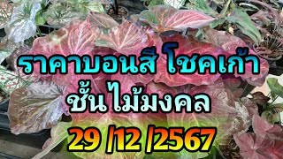 ราคาบอนสีและไม้มงคลที่ตลาดปลาฟิชวิลเลจ 29/12/2567