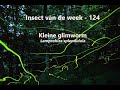 Insect van de Week 124: Kleine glimworm