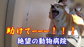 注射なんて怖くないもん！柴犬は絶望の動物病院を克服できるのか！？