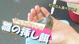 小鳥、ジャンボキンカ（錦華鳥 錦花鳥 キンカチョウ Zebrafinch）の挿し餌の様子　21日目